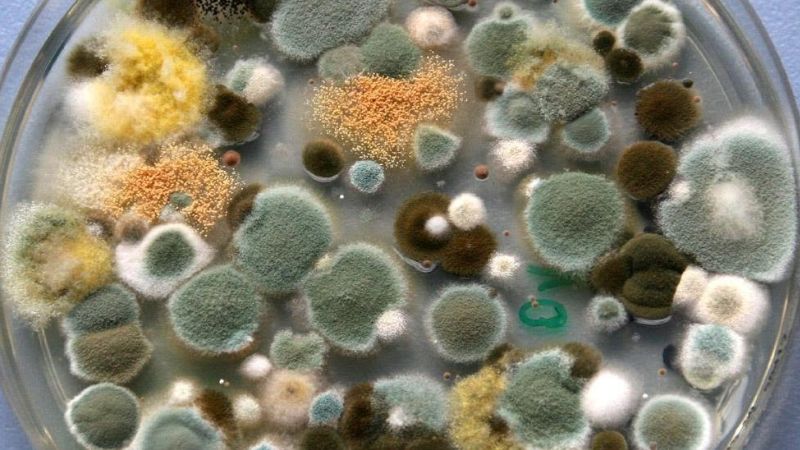 mold growth timeline